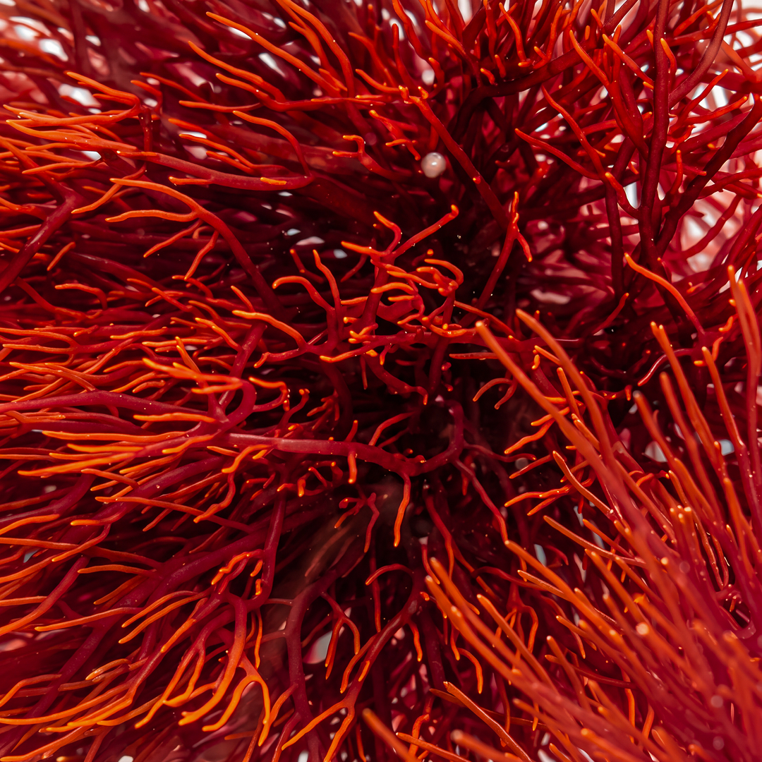 Organic astaxanthin, the antioxidant pigment behind wild salmon's signature color